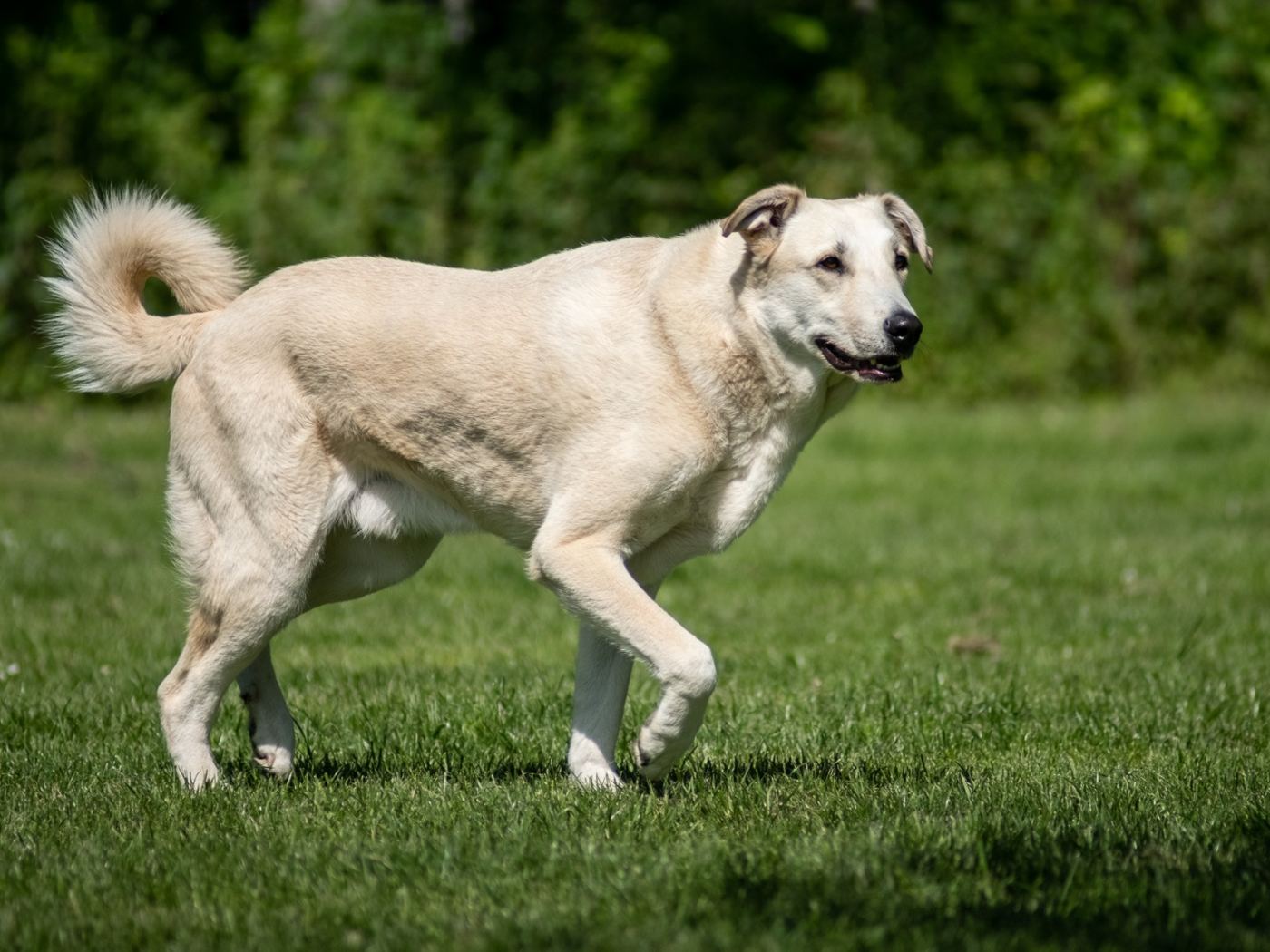 Benny, ein großer heller Hund, läuft über die Wiese