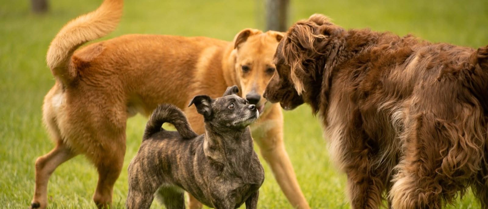 Drei Hunde beschnuppern sich auf der Wiese
