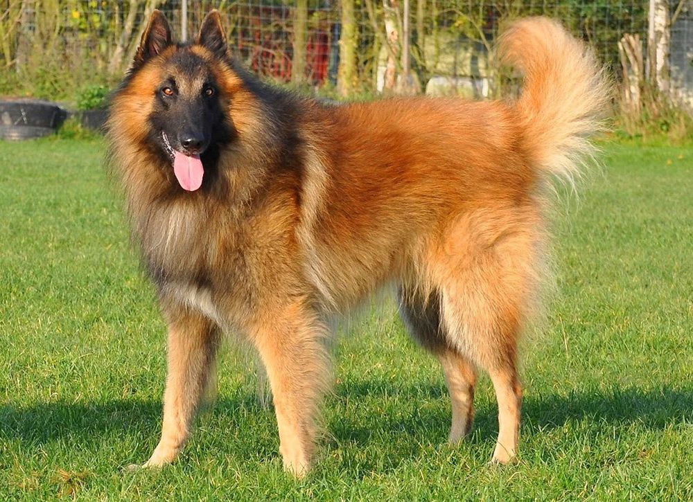 Jacques, ein Hund mit langem rotbraunem Fell und schwarzer Maske, steht auf der Wiese