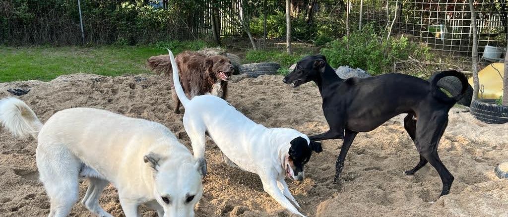 Mehrere Hunde buddeln und spielen im Sandkasten